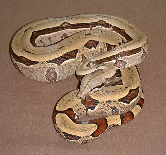 Bolivian Amarali Boa