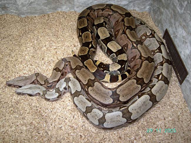 Bolivian Amarali Boa