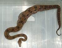 [http://www.boa-constrictors.com/Bilder/Kanibale/Vo llgefressen1k.jpg]