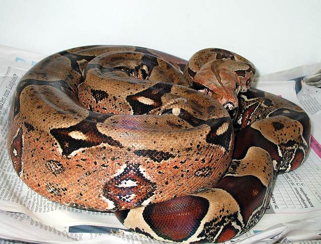 Boa constrictor