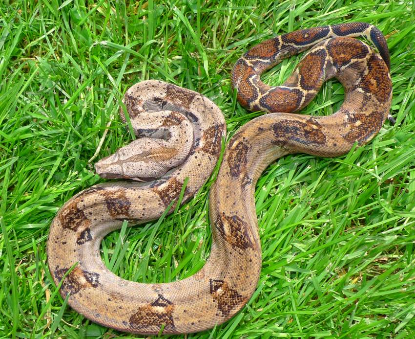 Tamaulipas Mexico Boa c. imperator for sale