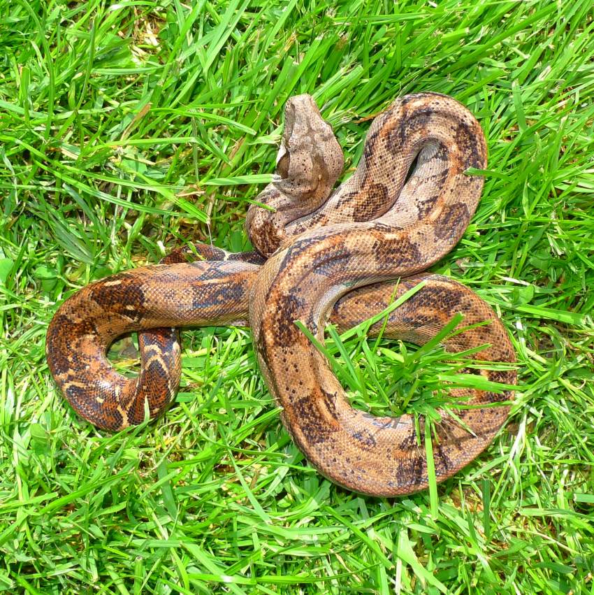 Tamaulipas Mexico Boa c. imperator for sale