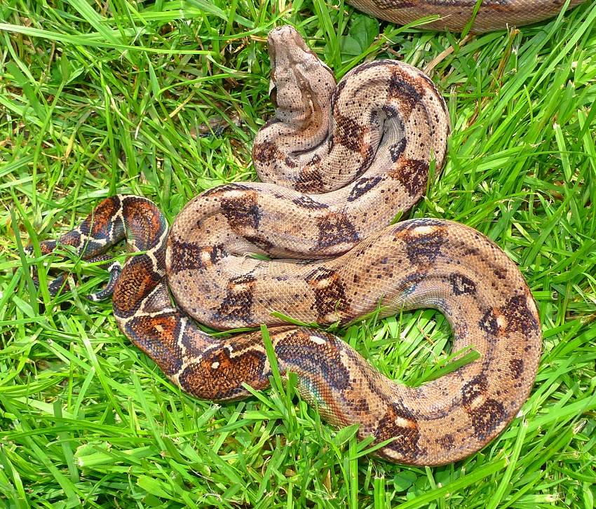 Tamaulipas Mexico Boa c. imperator for sale