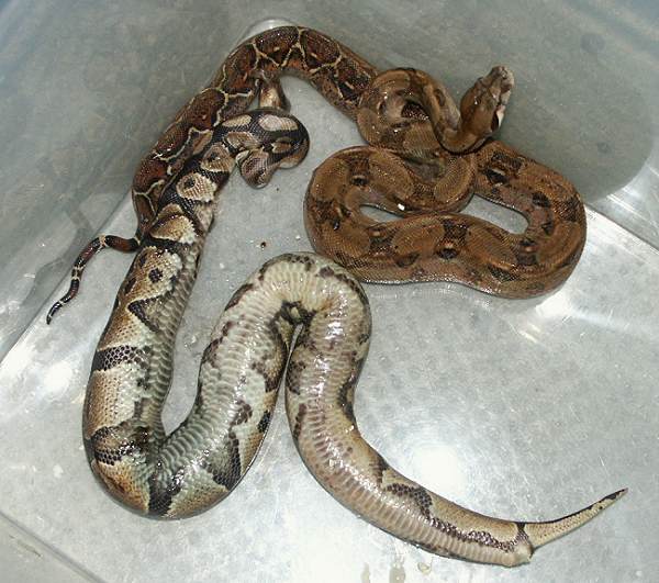 anaconda vs reticulated python who would win