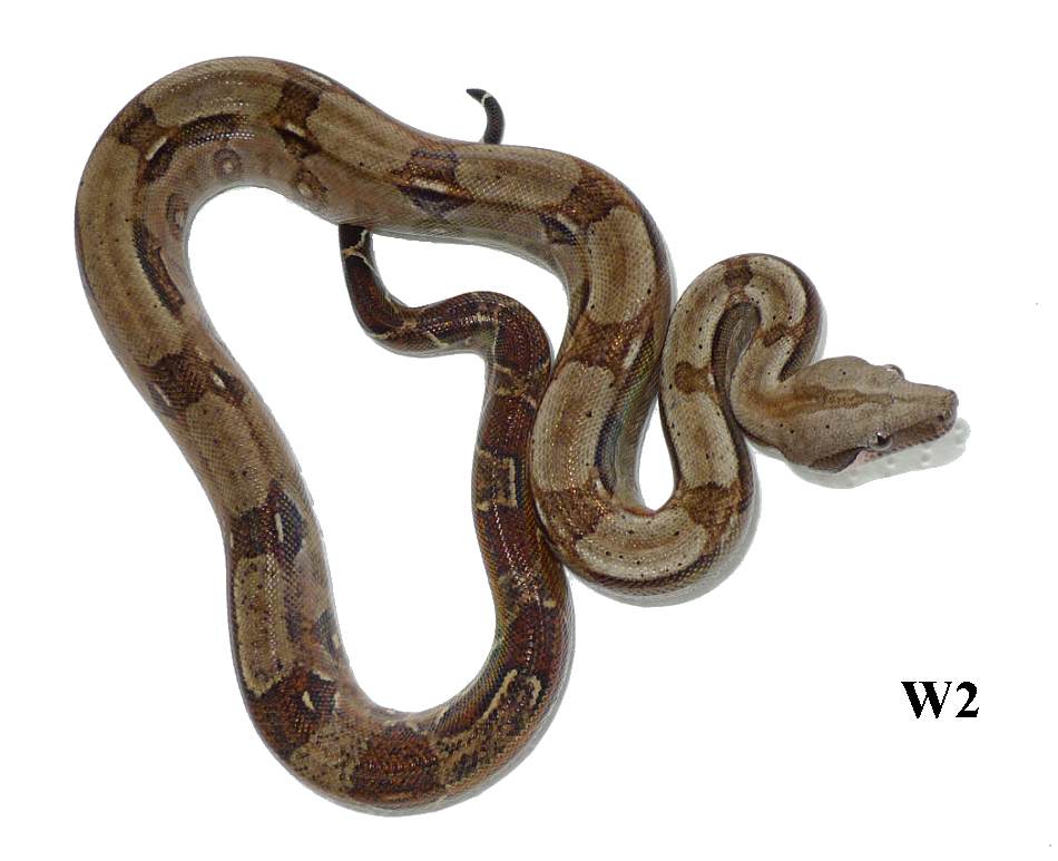 Boa c. imperator Crawl Cay for sale – Boa constrictor Verkauf