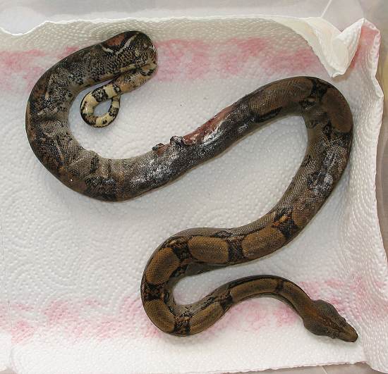 Silver Zero Longicauda  Stöckl - Die Nr.1 Boa constrictor Seite im Internet