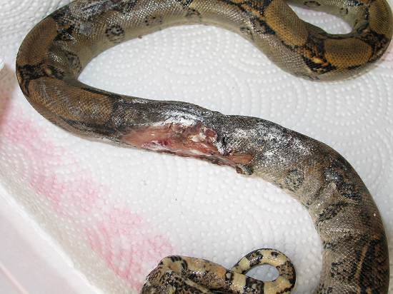 boa constrictor bite treatment