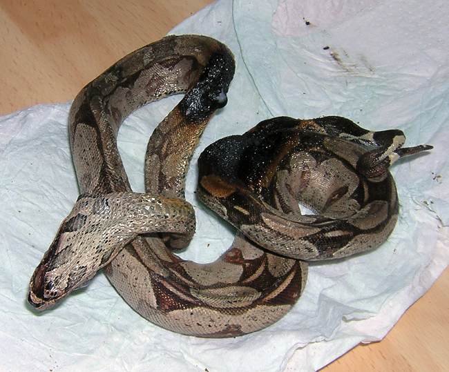 boa constrictor imperator cage size