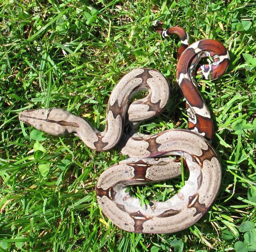 pictures of a boa constrictor