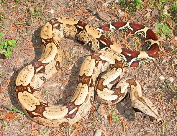 Brazilian Redtail Boa Belem jpg St ckl Die Nr 1 Boa Constrictor 