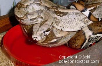 Boa c. constrictor Venezuela