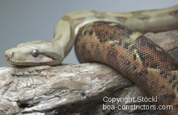 Boa constrictor Foto Archiv