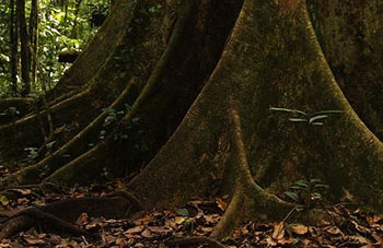 Baum im Regenwald von Peru