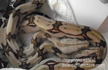 Boa constrictor Foto Archiv