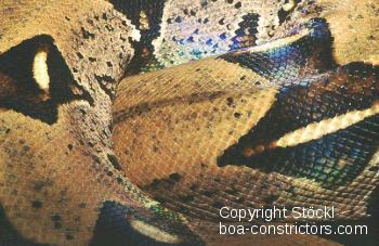 Boa c. constrictor Colombia - Colombian redtail boa 