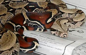Boa c. constrictor Surinam