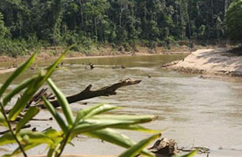 Nebenfluss des Amazonas 