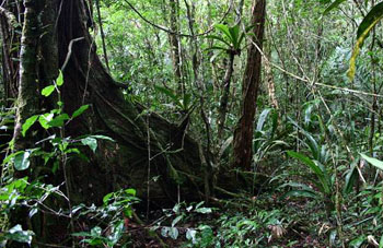 Boa constrictor Habitat Brasilien