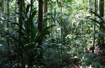 Boa constrictor Habitat Surinam